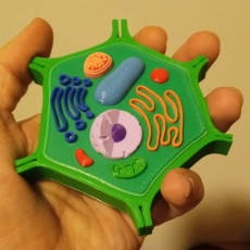 Picture of print of Multi-Color Mini Plant Cell