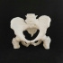 Human hip bone image