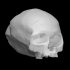 Cro-Magnon - Homo Sapiens Sapiens Female Skull image