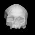 Cro-Magnon - Homo Sapiens Sapiens Female Skull image