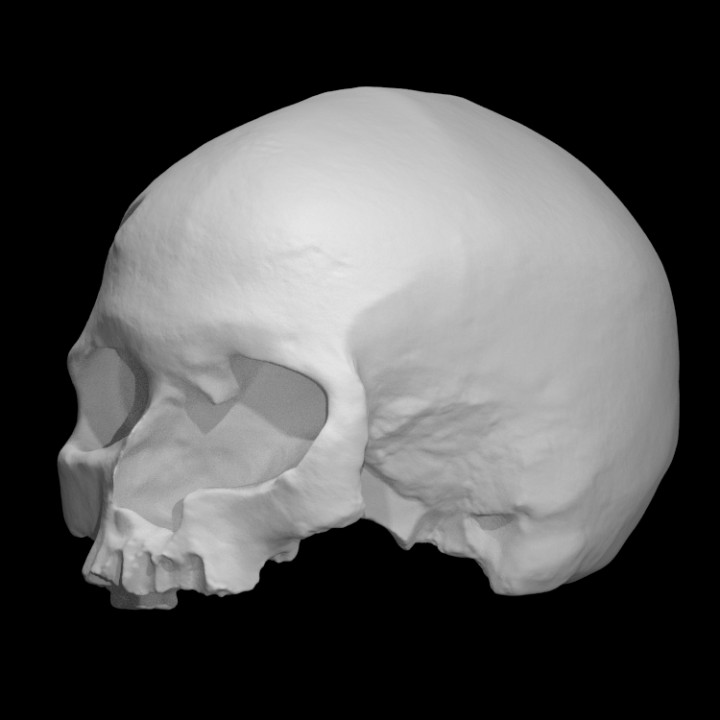 Cro-Magnon - Homo Sapiens Sapiens Female Skull