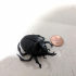 Beetle print image