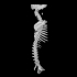 Spine bone image