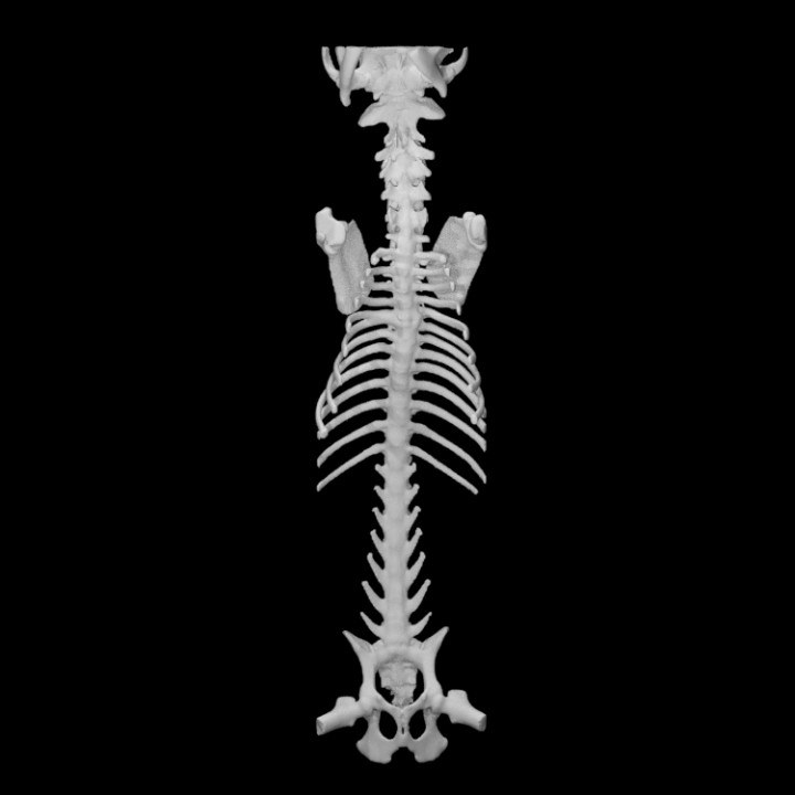 Spine bone