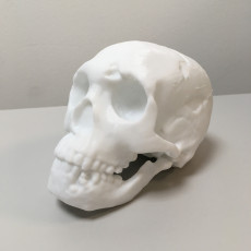 Picture of print of Neanderthal skull