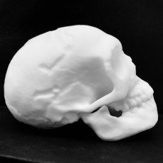 Picture of print of Neanderthal skull