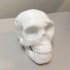 Neanderthal skull print image