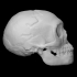 Neanderthal skull image