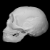 Neanderthal skull image