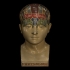 Phrenological Glazed Head image
