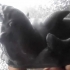 Chick Soap Holder image
