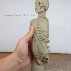 Picture of print of Plaster model of torso and head, showing partial dissection This print has been uploaded by john chen