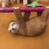 Simple Sloth (Totemic) print image