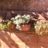 Tuscan Potbelly Wall Planter image