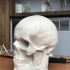 Skull cast of Dr. Johann Caspar Spurzheim image