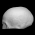 Skull Cast of Robert Burns image