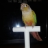Desktop Small Bird Perch image