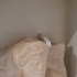Bust of a man (Haggur) image