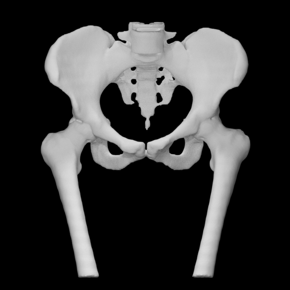 Три тазовые кости. Скелет тазобедренного сустава. Скелет кости таза. Скелет таза человека. Тазобедренная кость.