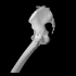 Female pelvic bone image