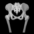Female pelvic bone image