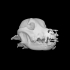Dog skull image