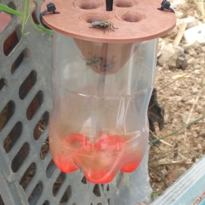 fly trap,wasp trap,pest trap