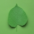 Tilia tree leaf (linden leaf) image