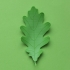 Oak tree leaf image