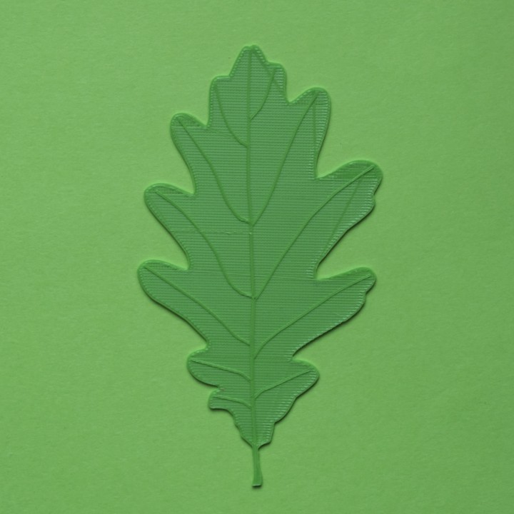 Oak tree leaf