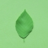 Beech tree leaf image