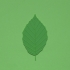 Beech tree leaf image