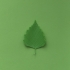 Birch tree leaf image