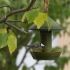 Hanging feeding place for birds, food dispenser, birdhouse image