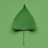 Poplar tree leaf image