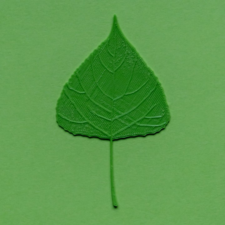 Poplar tree leaf
