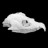 Archelon skull image