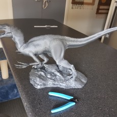 Picture of print of Velociraptor This print has been uploaded by Ethan Aberle