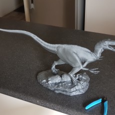 Picture of print of Velociraptor This print has been uploaded by Ethan Aberle