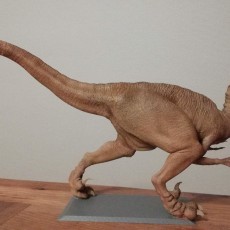 Picture of print of Velociraptor This print has been uploaded by Turbert Frédéric