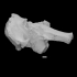 Randolph Mammoth Skull image