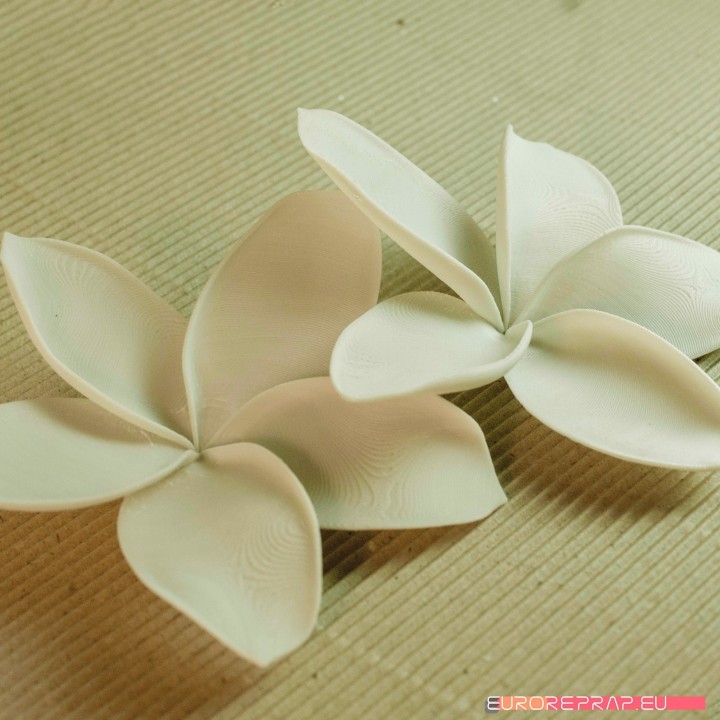 $7.20flowers: Plumeria - 3D printable model