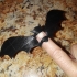 Flappy Bat in Ninjaflex image