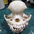 Pug skull image