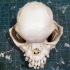 Pug skull image