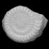Ammonite - Echioceras image