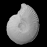 Ammonite - Hyperlioceras image