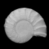 Ammonite - Peltoceras image