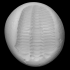 Trilobite - Tapinocalymene image