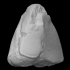Mammoth left cuboid bone image